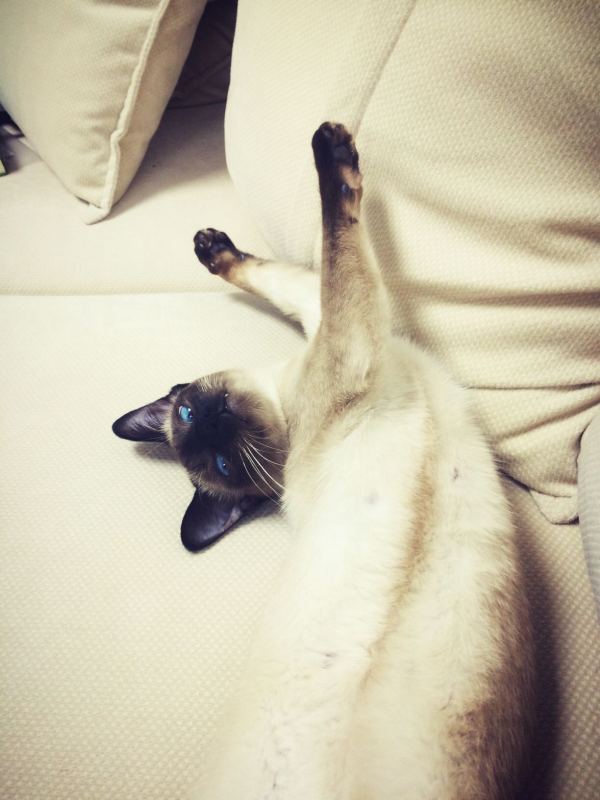 每日一猫暹罗猫,猫界保姆暹罗猫