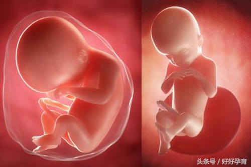 怀孕五个月胎儿有多大正常呢,怀孕五个月胎儿有多大呢