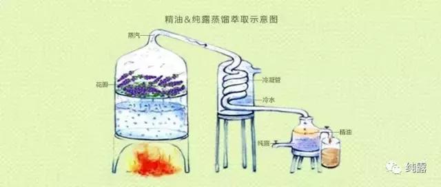 伊帕尔汗玫瑰纯露气味,洋甘菊纯露气味难闻正常吗