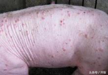 猪身上湿疹病怎么治啊,猪湿疹怎么治用什么药治疗