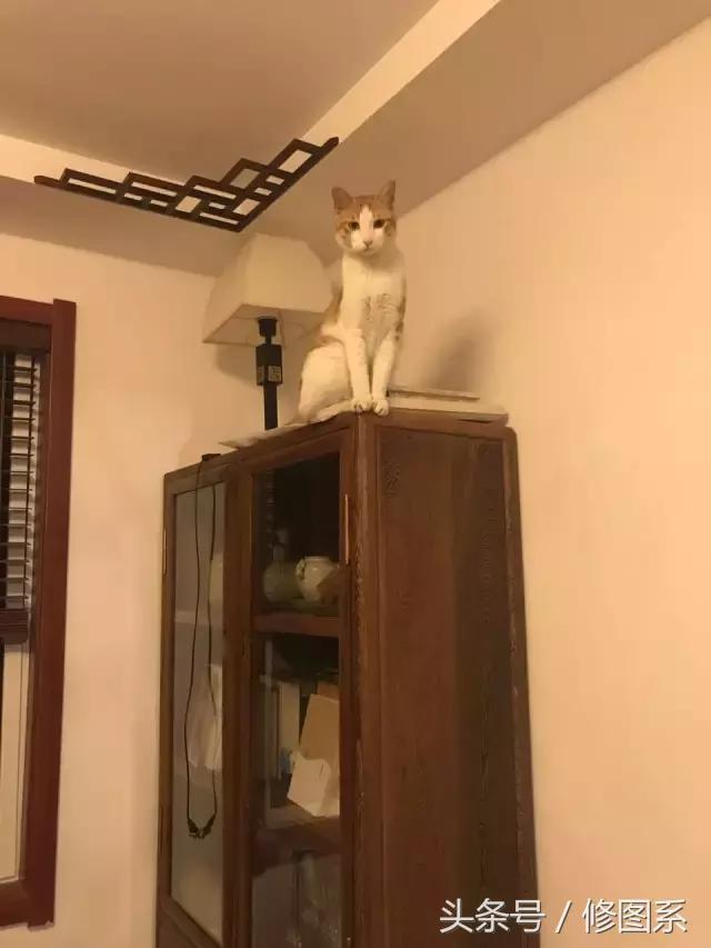 修图师会用哪些修图软件,修图师都用ps么