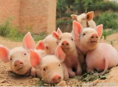 高端农业6大商业模式,农业创业五大经营模式