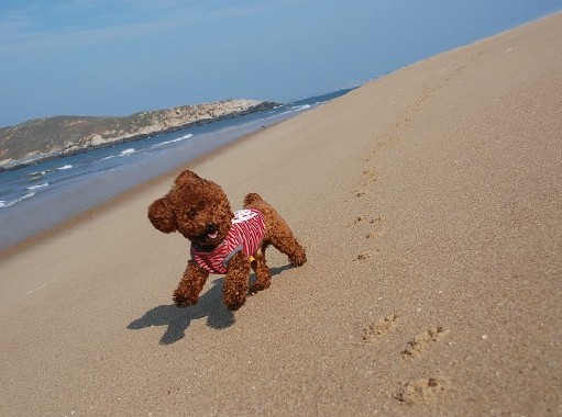 泰迪狗狗的食物禁忌,泰迪狗狗的饮食禁忌