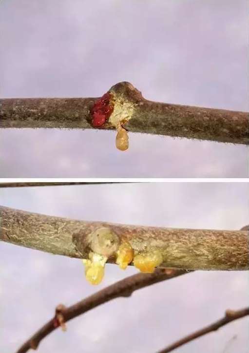 怎样判断猕猴桃伤流,得过猕猴桃溃疡病还会结果吗