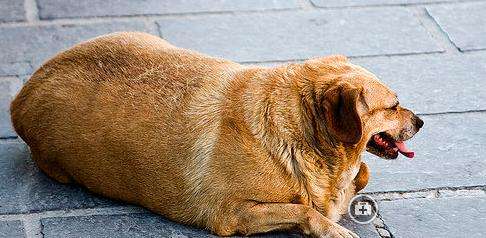 狗狗卫仕关节宝,谷登关节宝