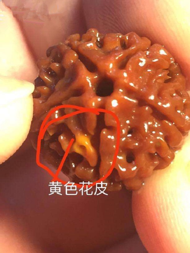 极品金刚菩提怎样挑选，金刚菩提籽多少钱一颗？你想知道的都在这