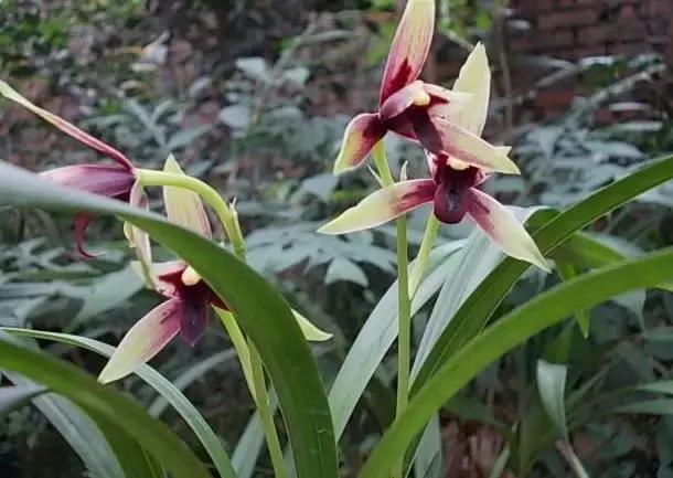 四季兰用什么盆栽最好看,四季兰花期养护