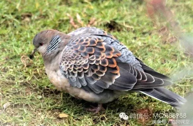 动物百科视频大全40分钟,动物百科第一期鸟类