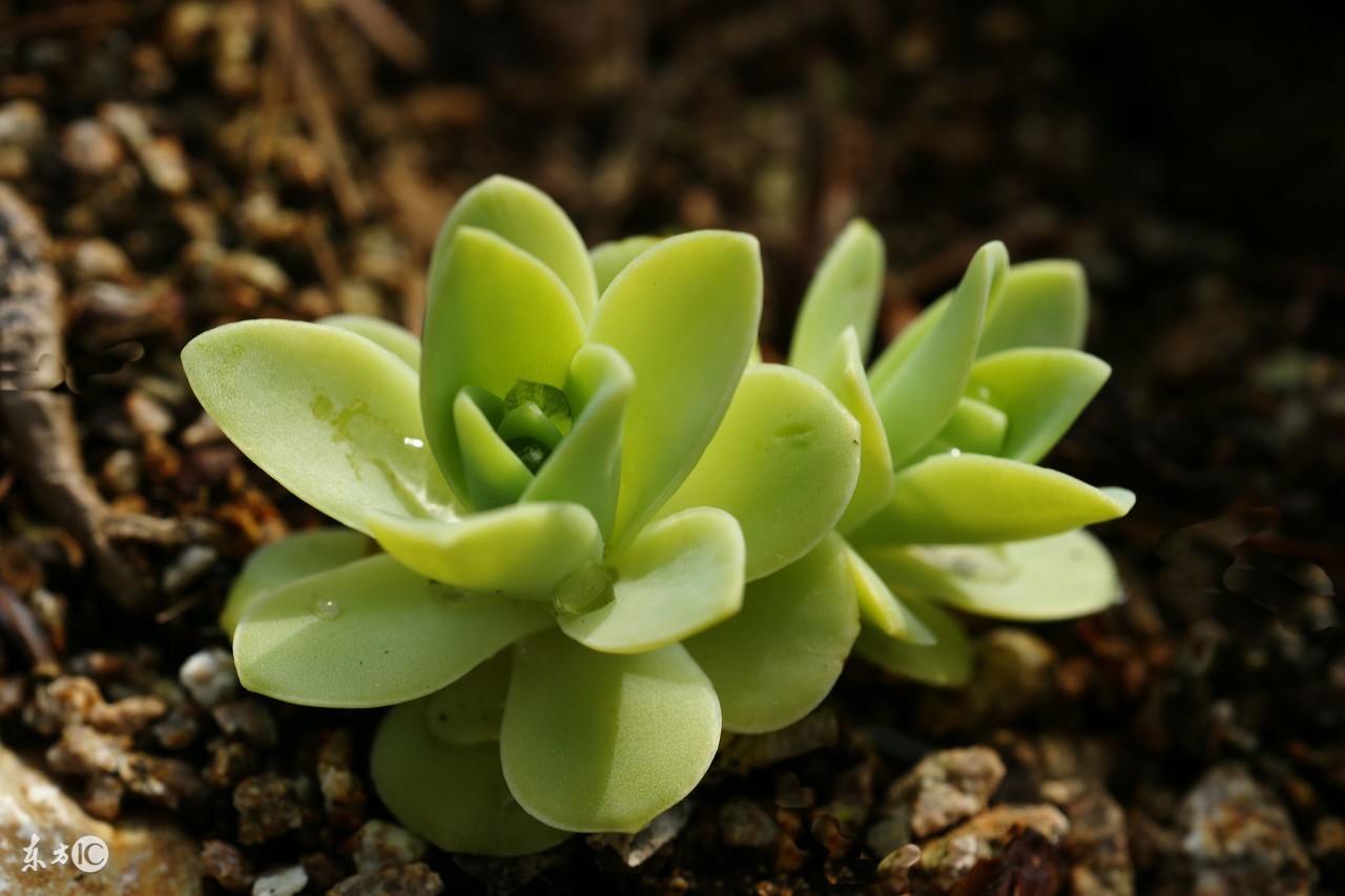 感人app,好用到哭的修图app