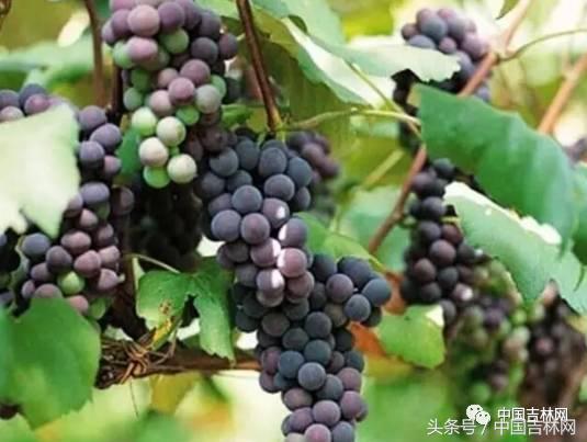 到吉林玩买啥、吃啥？再也不用刘烨代购吉林土特产了！