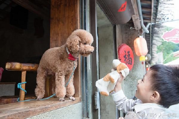 女子带狗狗到餐厅吃饭警方通报,女子带着泰迪到餐厅吃饭