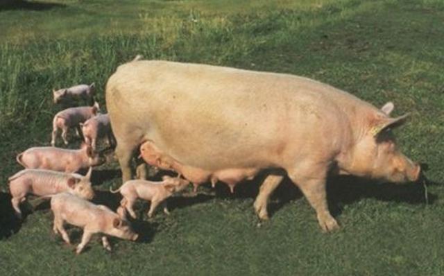 母猪产后奶水少喂什么饲料,母猪产后母乳少如何催乳