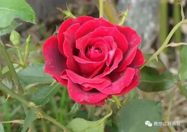 中国国花有什么样的品质,中国国花有什么品质