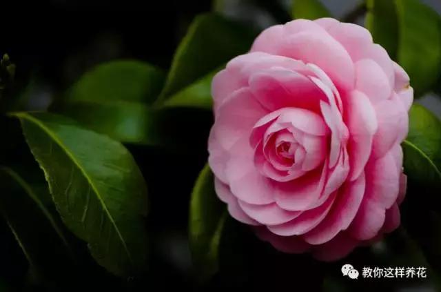 中国国花有什么样的品质,中国国花有什么品质