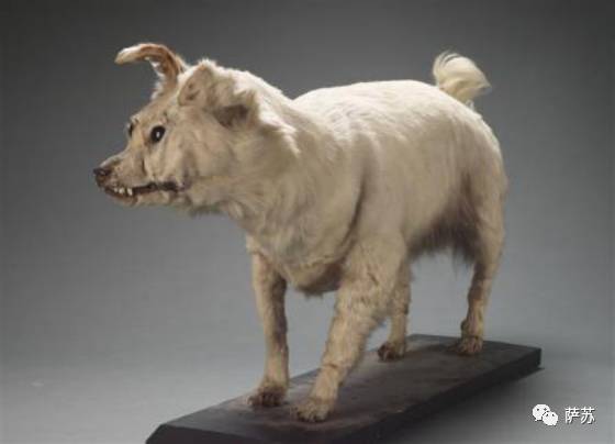 二郎神的狗是不是哮天犬,二郎神的哮天犬是不是真实存在