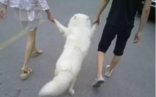 出门遛狗狗不拉屎怎么办,遛狗狗狗不愿意回家