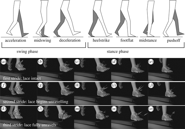 kt7鞋带总容易散怎么办,鞋带容易散怎么系好