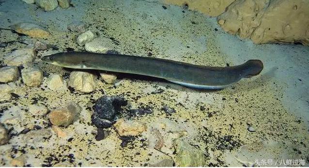 鳗鱼的智商有多高,鳗鱼的神奇之处