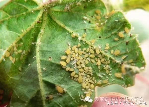 生物杀虫剂十大品牌,十大灭跳蚤最快的杀虫剂