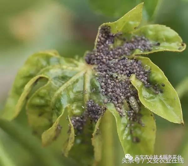 生物杀虫剂十大品牌,十大灭跳蚤最快的杀虫剂