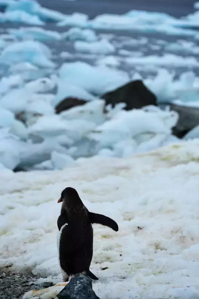 阿里巴巴员工连去十趟南极景色壮美企鹅在腿上睡着