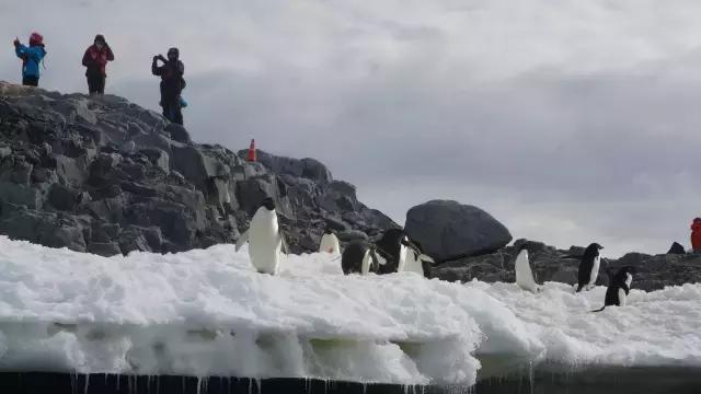 阿里巴巴员工连去十趟南极景色壮美企鹅在腿上睡着
