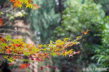 纯净的心灵胜过世间一切的美,纯净柔和的美