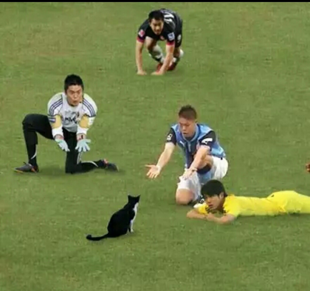 把足球p成猫,网友p的足球搞笑视频