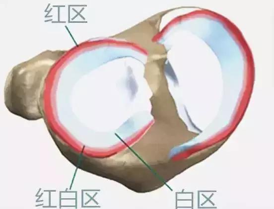 半月板左侧前角损伤最佳锻炼方法,膝关节半月板损伤2-3度怎样锻炼好