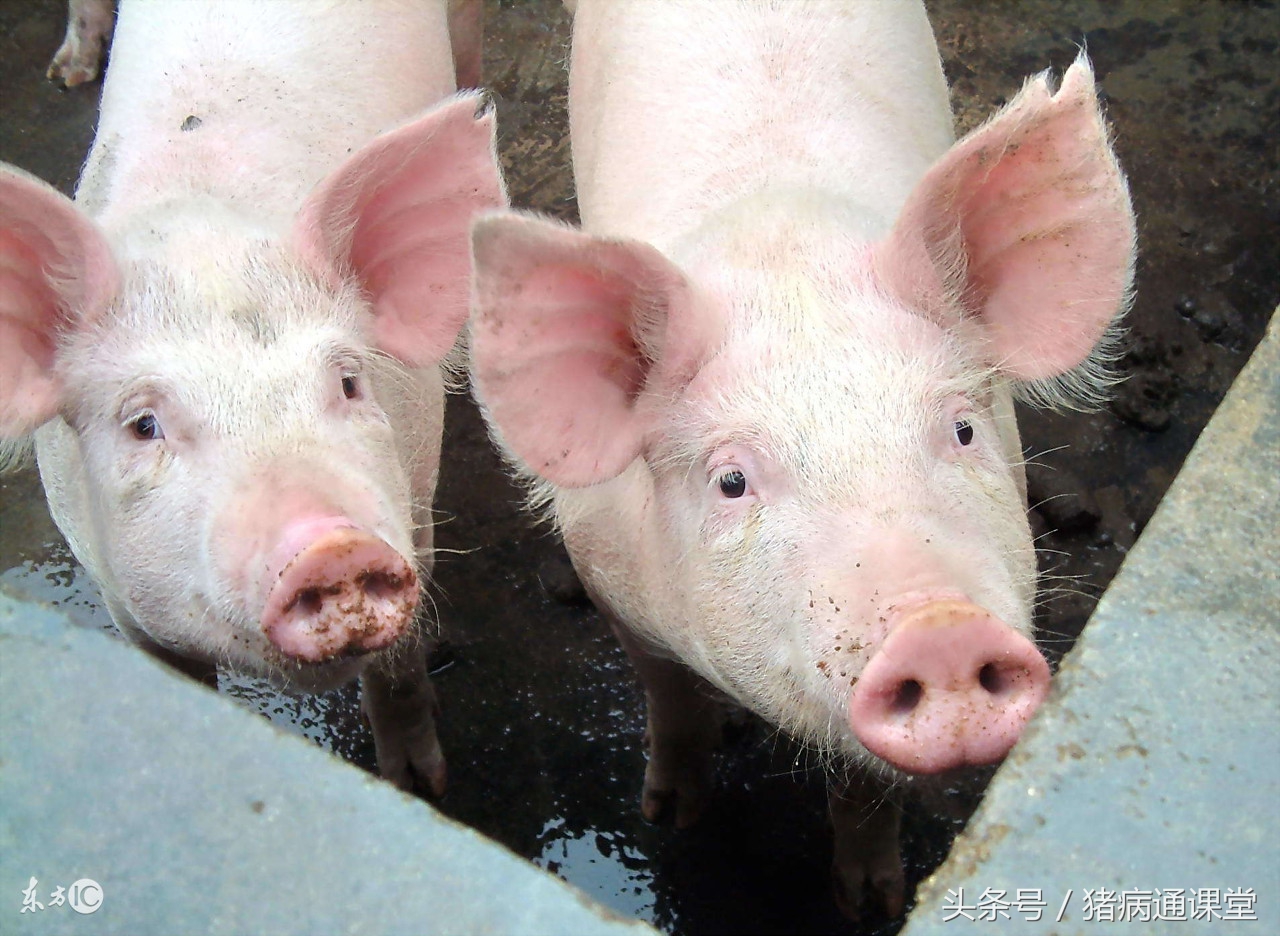 猪发生霉菌毒素中毒,猪霉菌毒素中毒用什么药给猪解毒