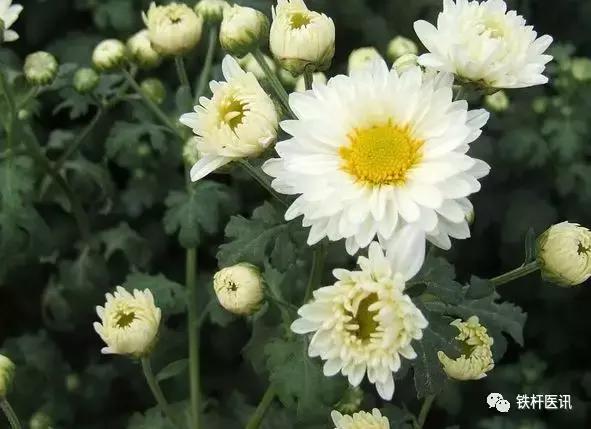 古今中医方剂学,古今药功奇术大全