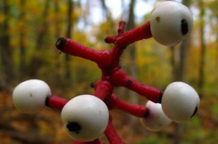 令人毛骨悚然的五种巨型生物,最稀有的10种菌类