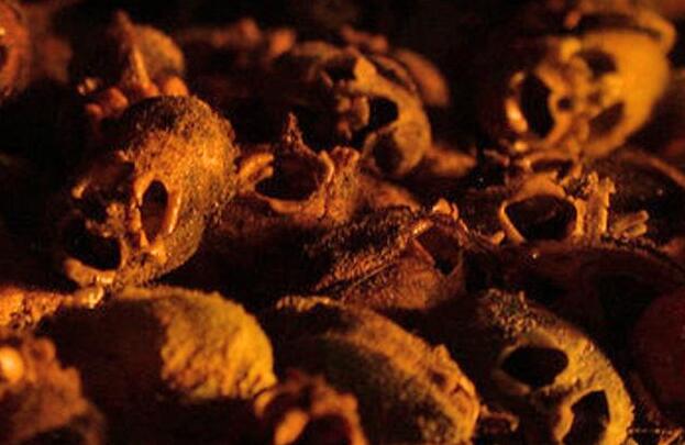 令人毛骨悚然的五种巨型生物,最稀有的10种菌类