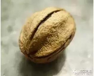 百香籽没黑点是假的吗,百香籽5厘米的是假货吗