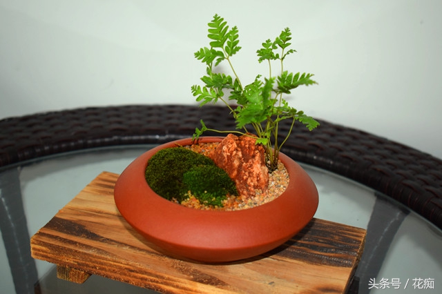 有几种蕨不让种,好养的蕨类绿植有哪些种类