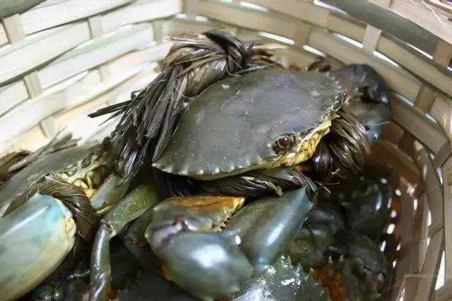 又到吃海蛎子的季节,又到了吃海鲜的季节生蚝