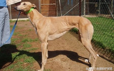 格力犬怎么能达到最佳状态,格力小知识视频