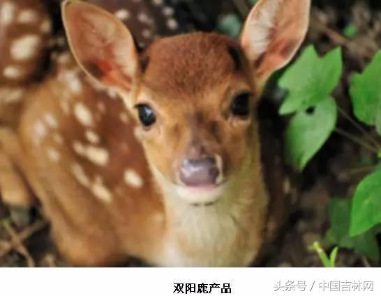 到吉林玩买啥、吃啥？再也不用刘烨代购吉林土特产了！