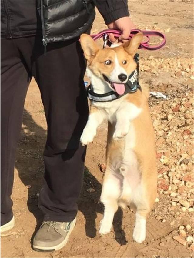 出门遛狗狗不拉屎怎么办,遛狗狗狗不愿意回家