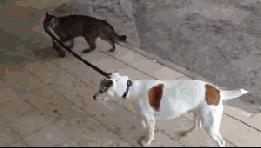 出门遛狗狗不拉屎怎么办,遛狗狗狗不愿意回家