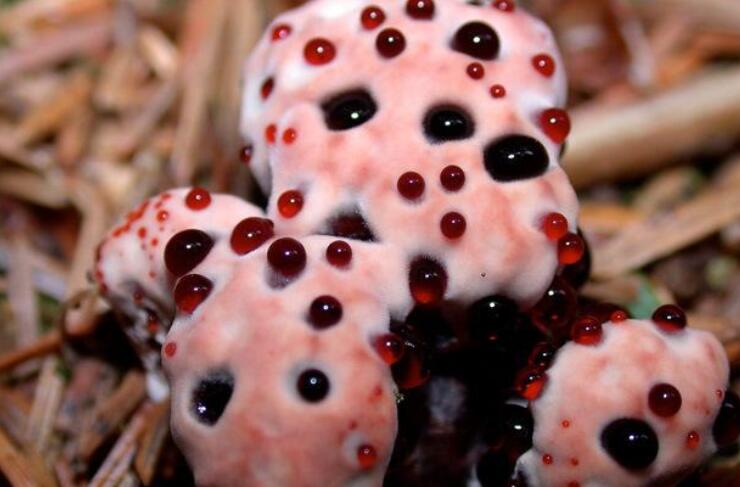 令人毛骨悚然的五种巨型生物,最稀有的10种菌类