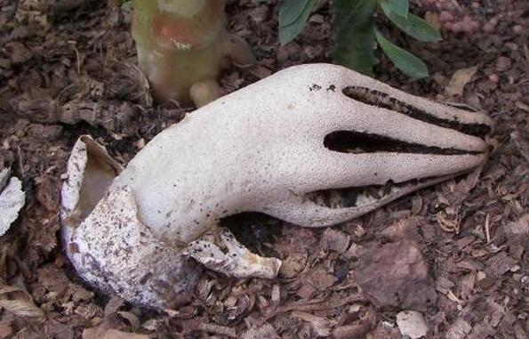 令人毛骨悚然的五种巨型生物,最稀有的10种菌类