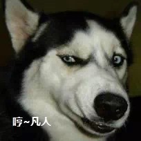 狗狗食物中毒怎样急救,狗狗误食了口香糖怎么治疗