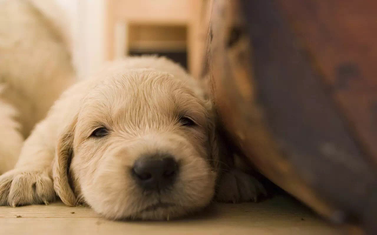 狗狗食物中毒怎样急救,狗狗误食了口香糖怎么治疗