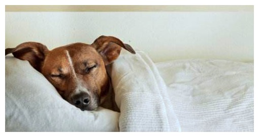 狗狗睡觉吓醒主人,狗狗睡觉主人摸它会低吼