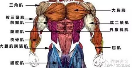 长期做俯卧撑能提高肾功能吗,做俯卧撑有锻炼肾的效果吗