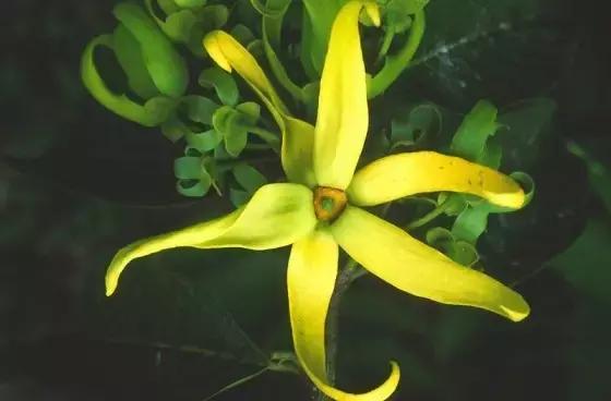 香奈儿嘉柏丽尔香水哪一年发布的 (chanel嘉柏丽尔香水50ml)