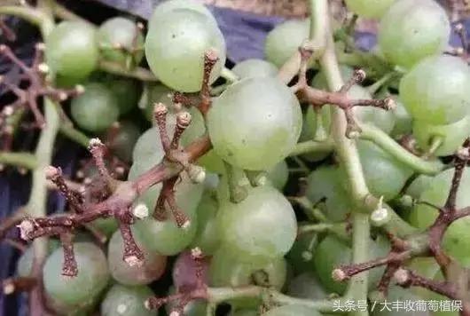 葡萄花期掉粒严重怎么办,葡萄坐果掉粒什么原因