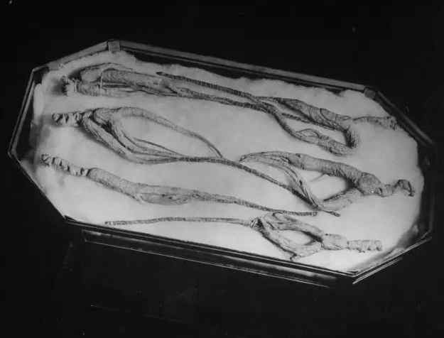 民国时期中药店，敢养这个动物，药店老板胆子太大了！