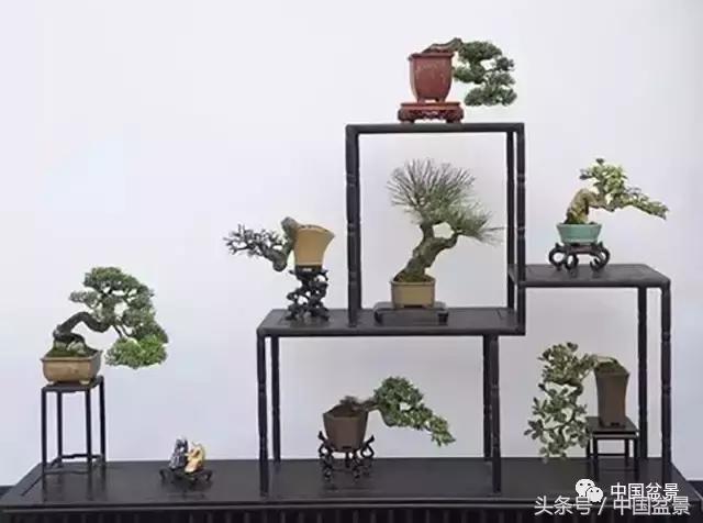 盆景的意境之美,优雅的盆景